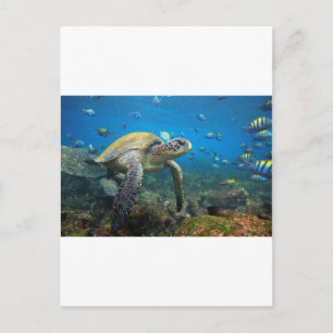 Sea turtle swimming in lagoon Galapagos Islands Postcard
