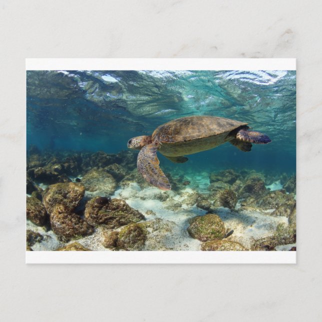 Sea turtle swimming in lagoon paradise island postcard (Front)