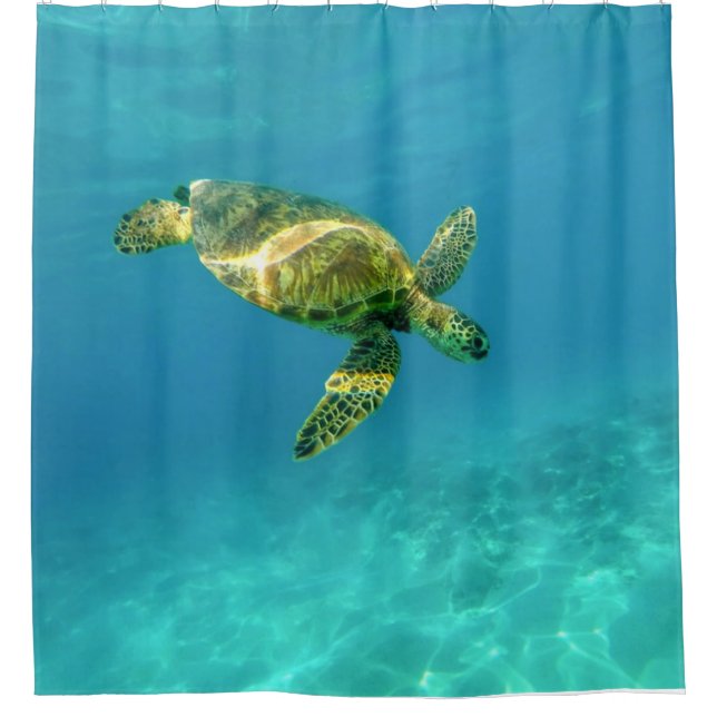 Sea Turtle swimming in turquoise ocean water (Front)