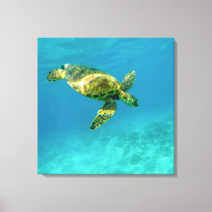 Sea Turtle swimming in turquoise ocean water Canvas Print