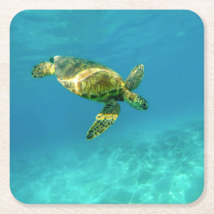 Sea Turtle swimming in turquoise ocean water Square Paper Coaster