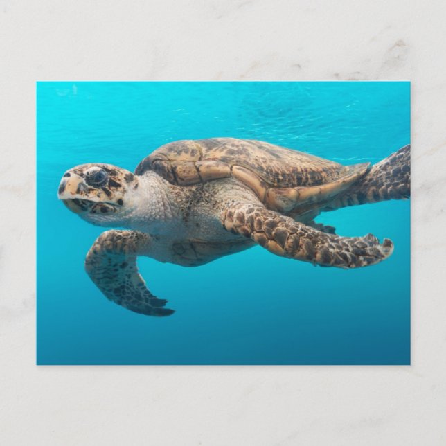 Sea Turtle Swimming Postcard (Front)