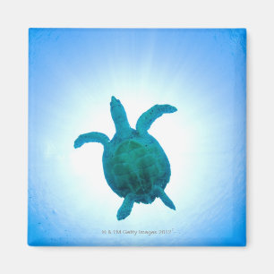 Sea turtle swimming underwater magnet