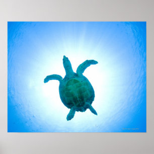 Sea turtle swimming underwater poster