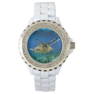 Sea turtle swimming underwater watch