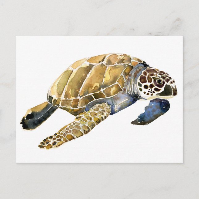 Sea Turtle watercolor sketch Postcard (Front)