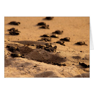 Sea Turtles