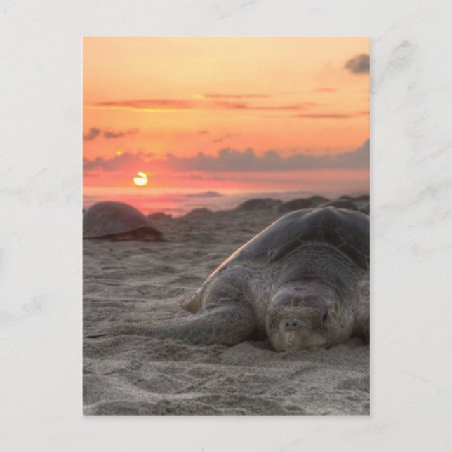 Sea Turtles at Sunset Postcard (Front)