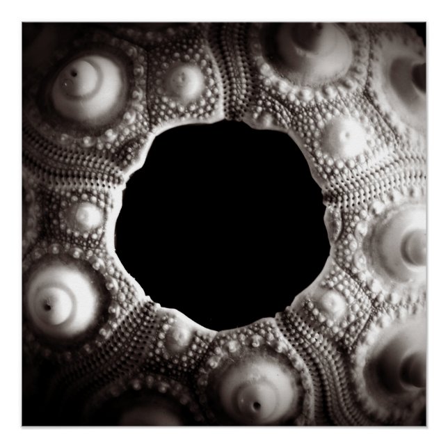 Sea Urchin Black & White Photography 20x20 poster (Front)