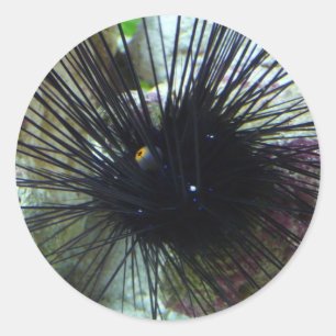 sea urchin classic round sticker