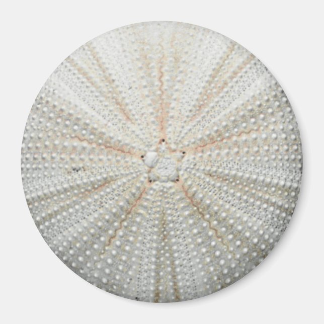 Sea Urchin Fridge Magnet - Round (Front)