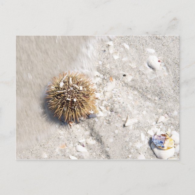 Sea Urchin in the Surf Postcard (Front)