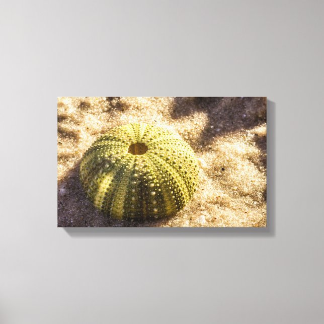 Sea Urchin on wet sea sand Canvas Print (Front)