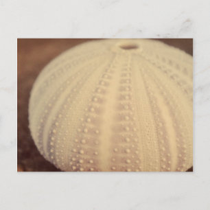 Sea Urchin Postcard