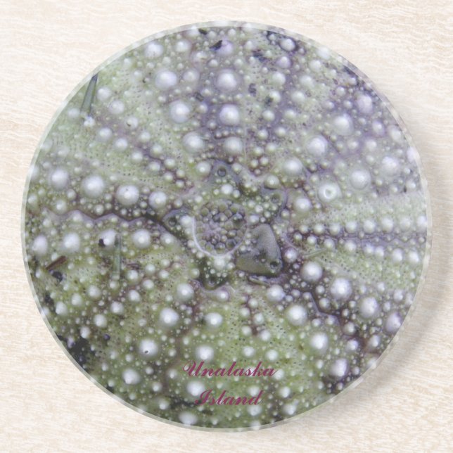 Sea Urchin Seashell Coaster (Front)
