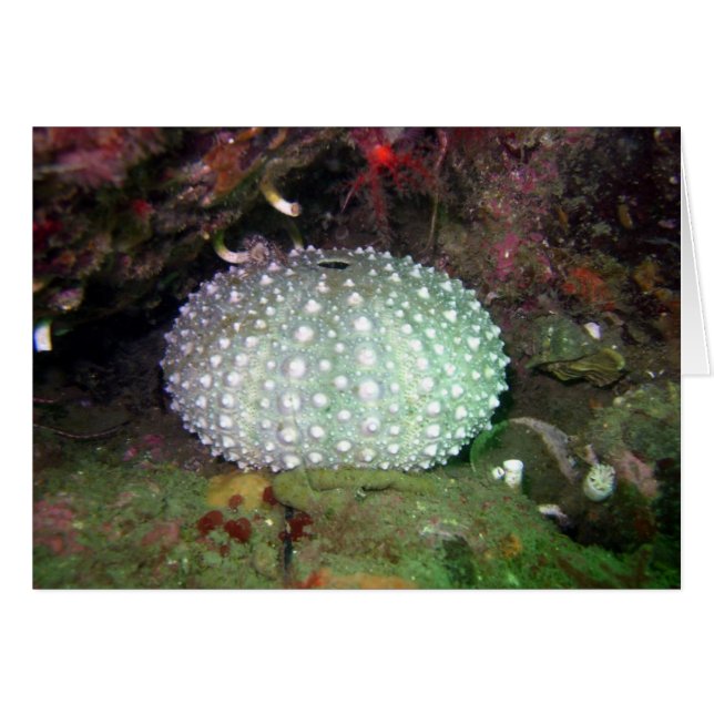 Sea Urchin Shell (Front Horizontal)
