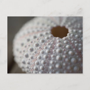 Sea Urchin Shell Postcard