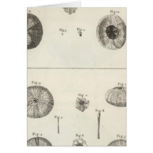 Sea Urchins