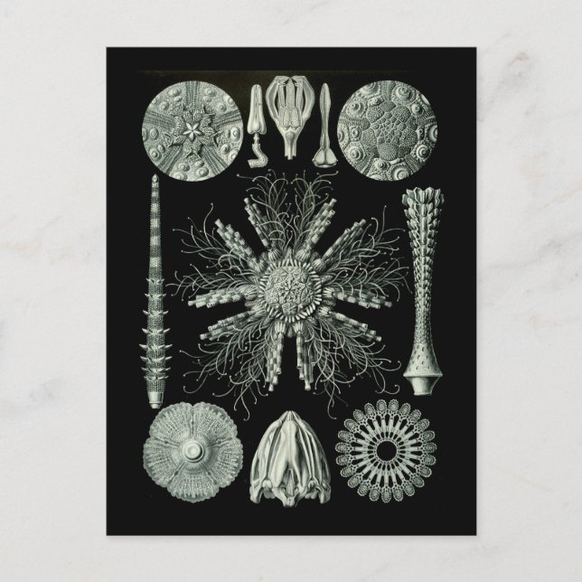 Sea Urchins Postcard (Front)
