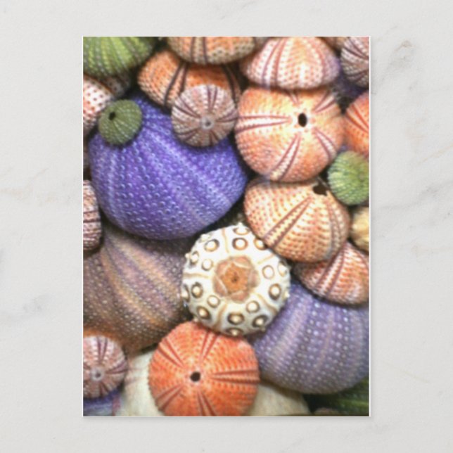 Sea Urchins Postcard (Front)