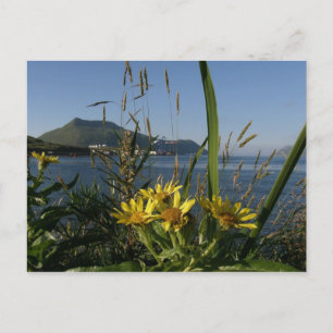 Seabeach Senecio, Unalaska Island Postcard
