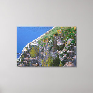 Seabird Colony On Rocky Cliff Canvas Print