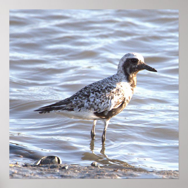 Seabird in Ocean Photo Poster  (Front)