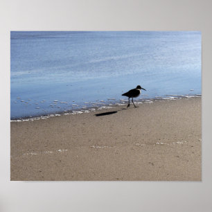 Seabird on the Beach Poster