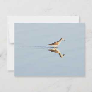 Seabird Refection Photo Postcard