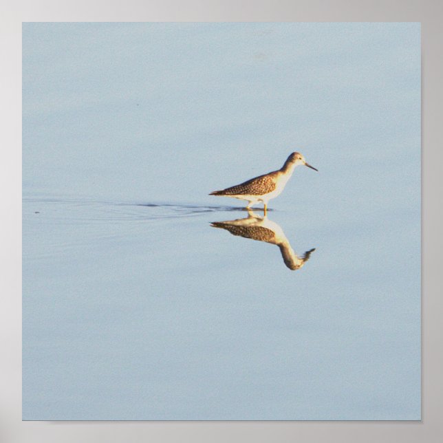Seabird Reflection Photo Poster (Front)