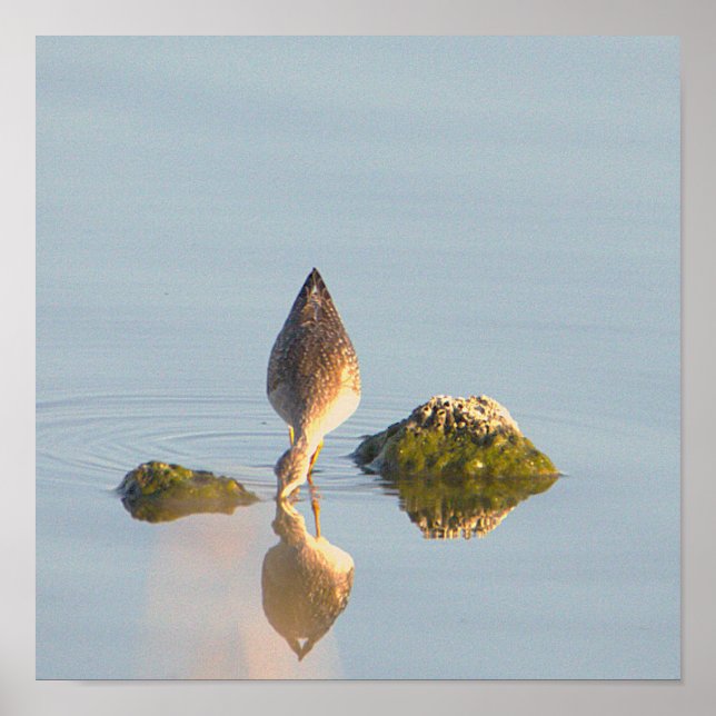 Seabird Reflection Photo Poster (Front)