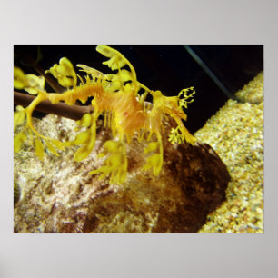 seadragon poster