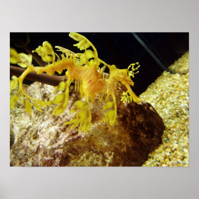 seadragon poster (Front)