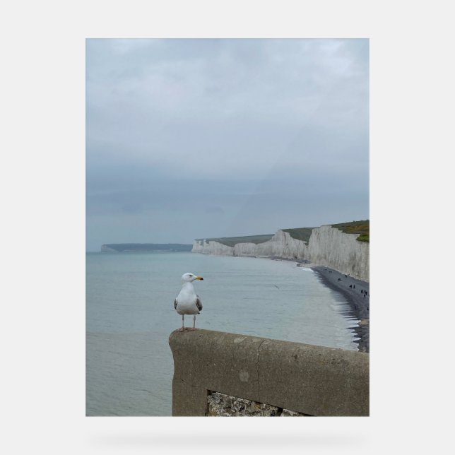 Seagul and Seven Sisters cliffs, UK Acrylic Sign (Front)