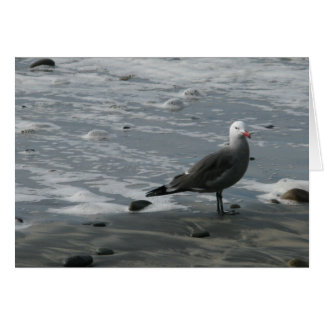 seagull