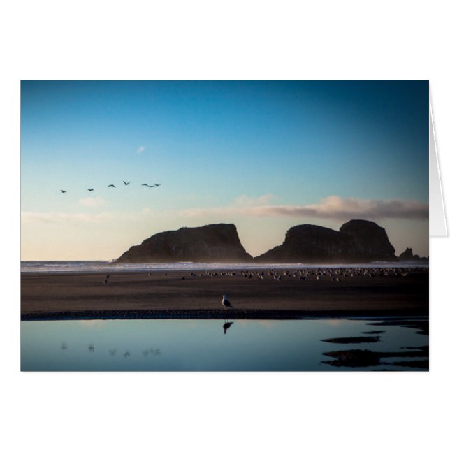 seagull (Front Horizontal)