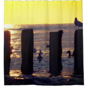 Seagull