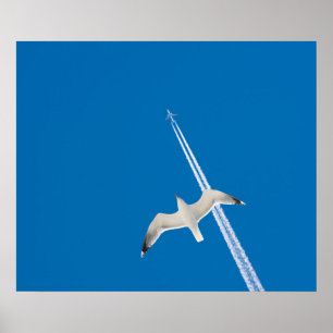 Seagull and airplane poster