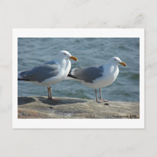 Seagull at Barnegat Inlet Postcard