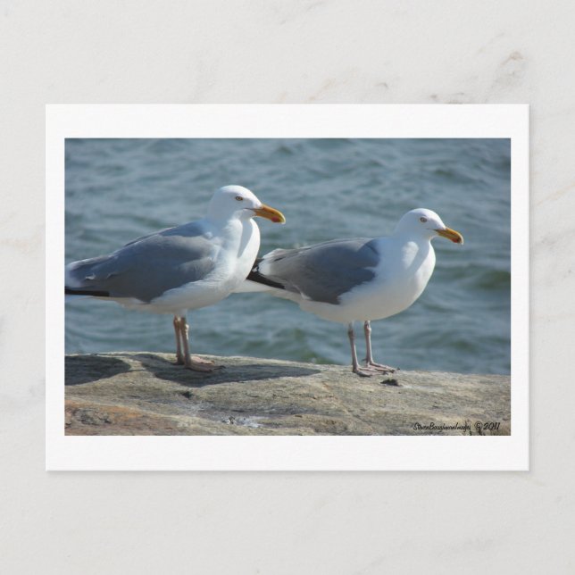 Seagull at Barnegat Inlet Postcard (Front)