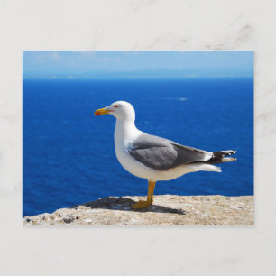 Seagull at the Beach Postcard