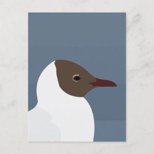 Seagull Bird Gull Seagull Postcard