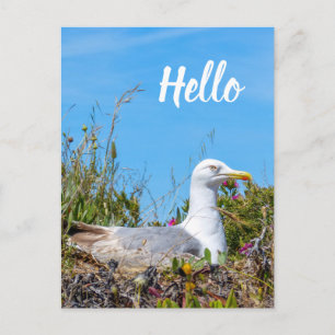 Seagull Bird Hello Postcard