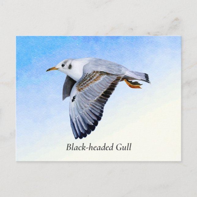 Seagull Bird Watercolor Painting Postcard (Front)