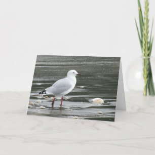 Seagull Birthday Card