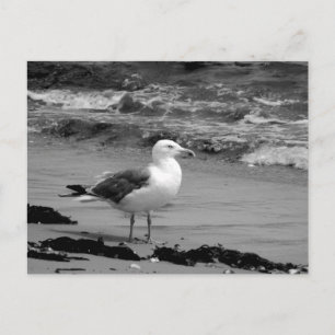 Seagull (Black and White) Postcard