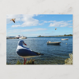 Seagull, Boats And The Ocean, Postcard