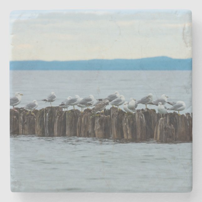 Seagull Breaktime Stone Coaster (Front)