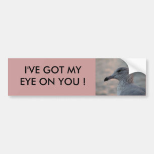 Seagull Bumper Sticker