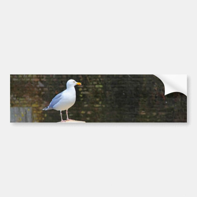 Seagull Bumper Sticker (Front)